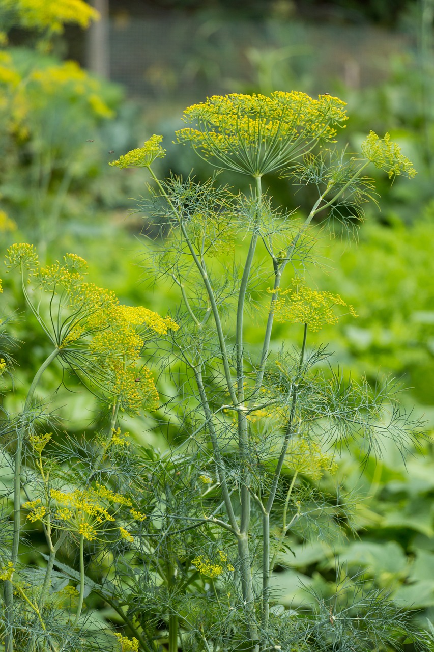 dill herb plant free photo