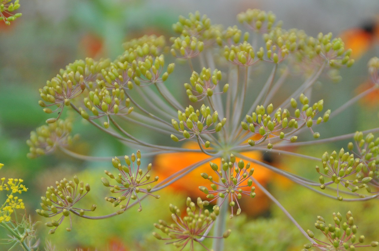 dill blossom bloom free photo