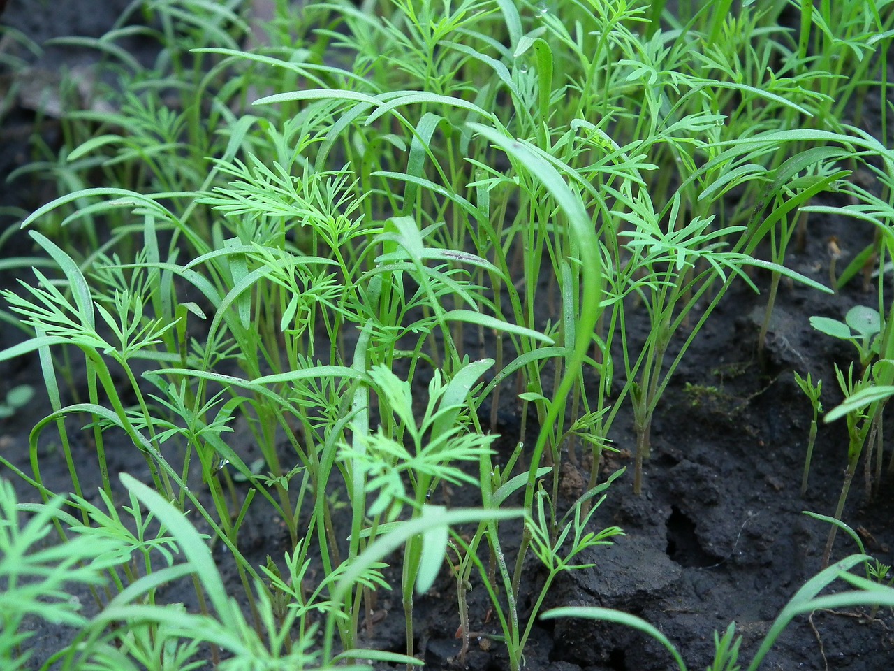 dill spices seedlings free photo