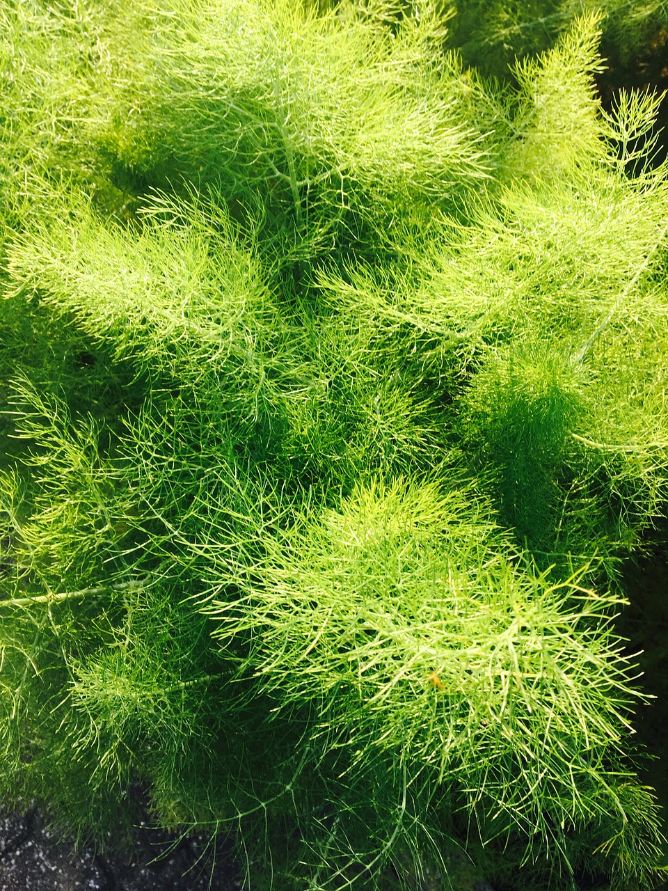 dill eat herbs free photo