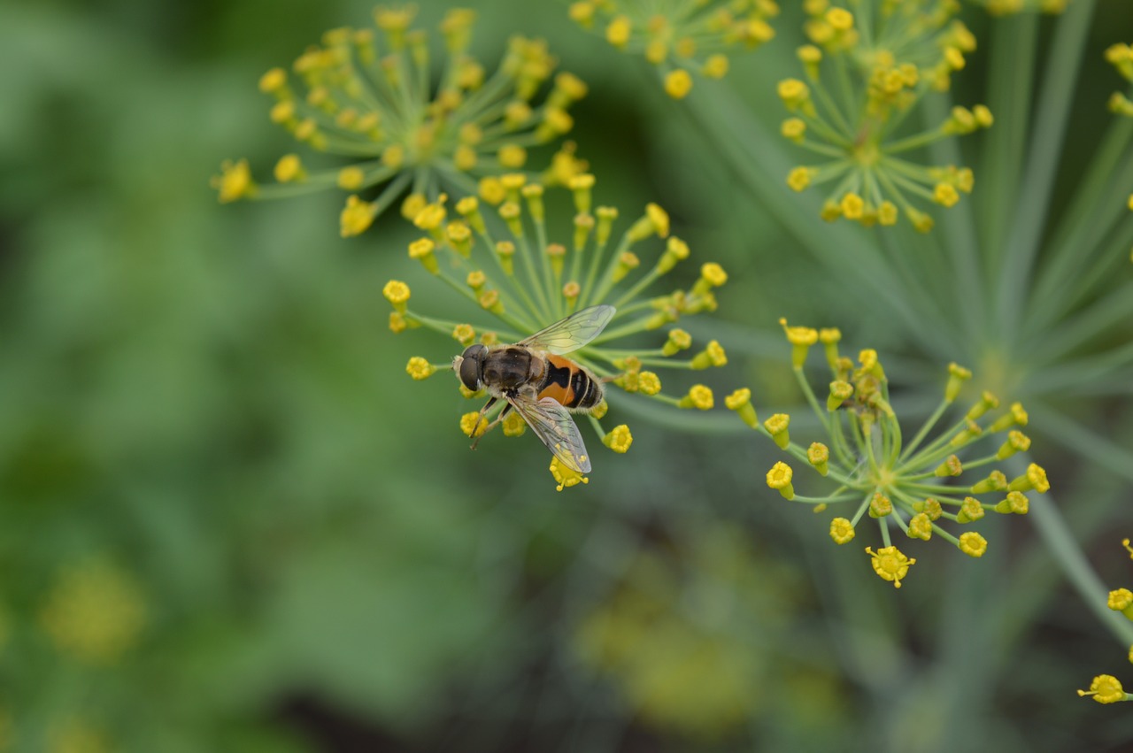 dill wasp pollen free photo