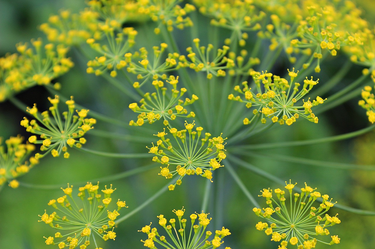 dill blossom green free photo