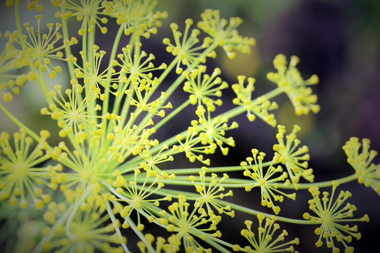 dill seed summer free photo