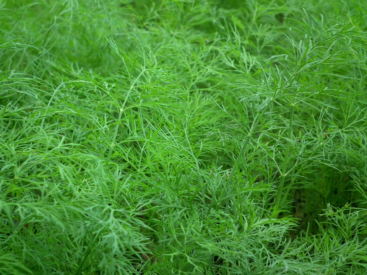 dill seasoning salad free photo