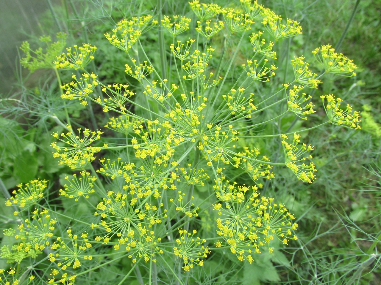 dill green garden free photo