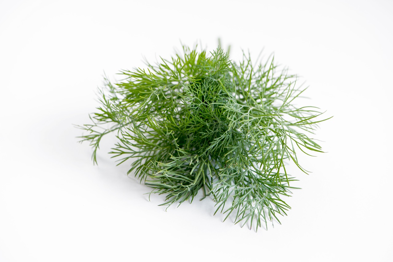 dill spice plant free photo