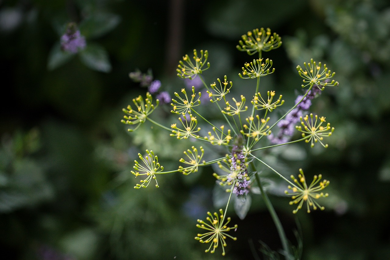 dill  blossom  bloom free photo
