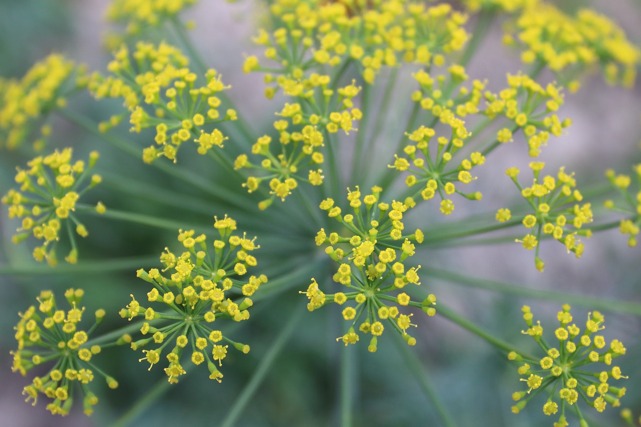 dill  plant  flower free photo