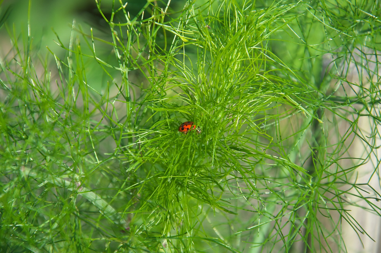 dill green herbs free photo