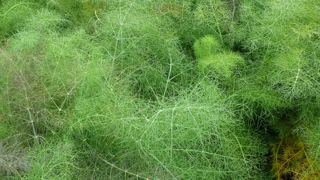 dill herbs nature free photo