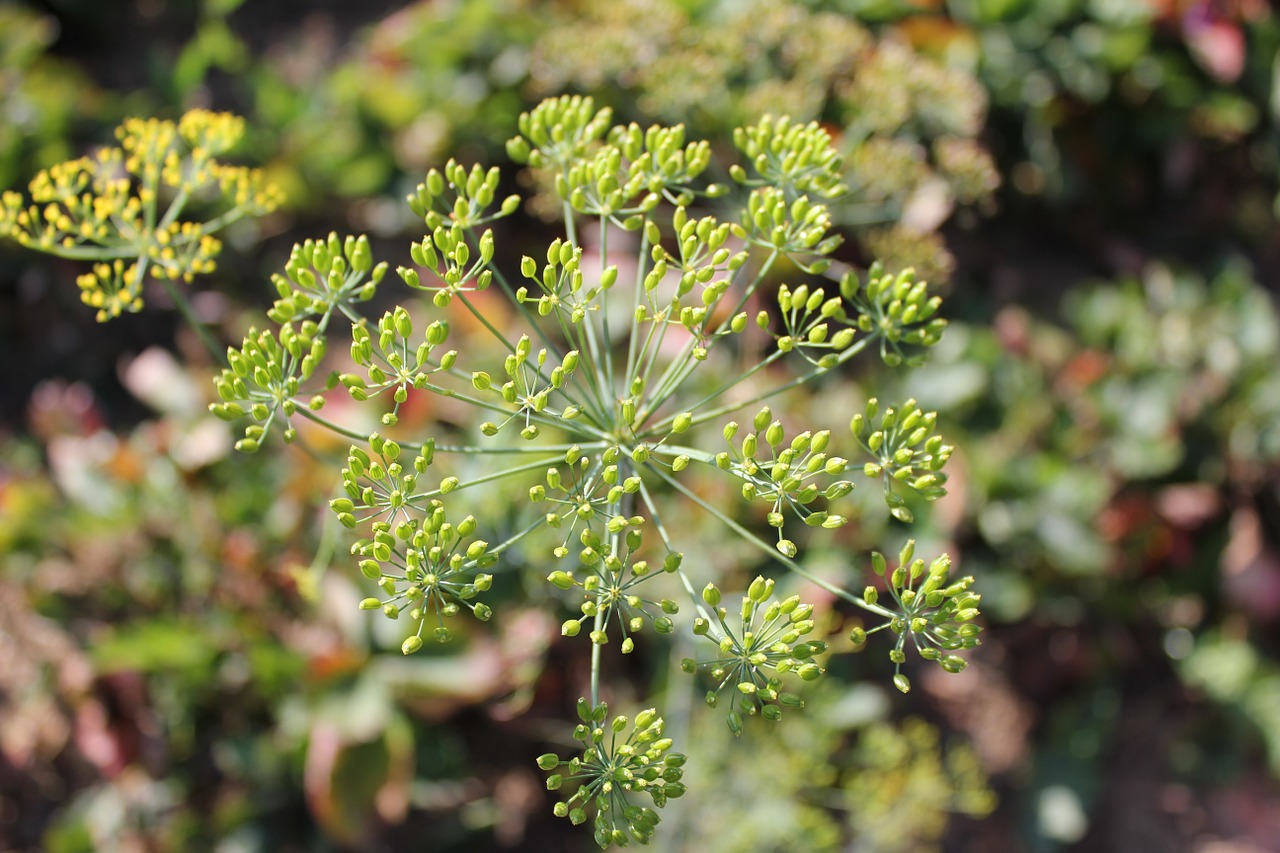 dill culinary herbs umbel free photo