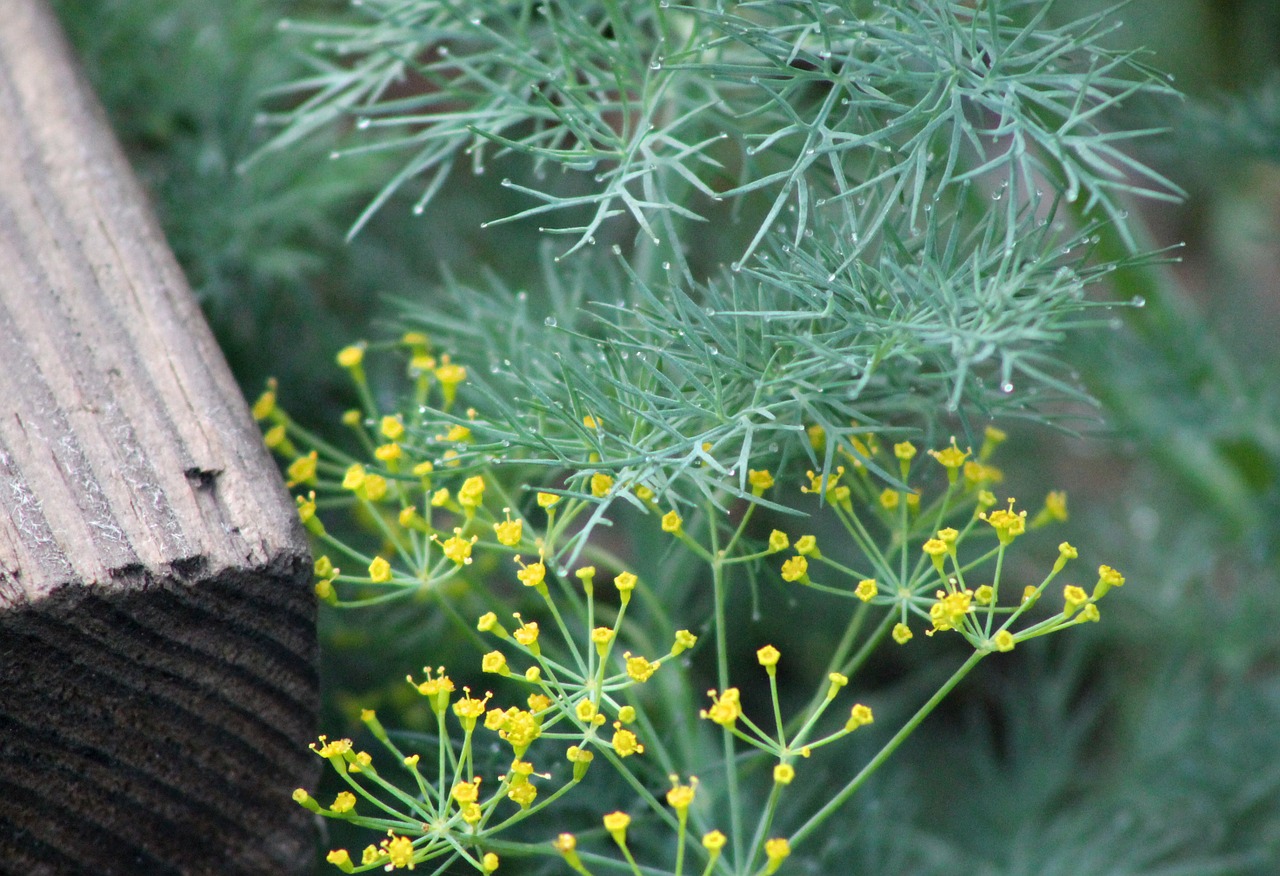 dill herb organic free photo