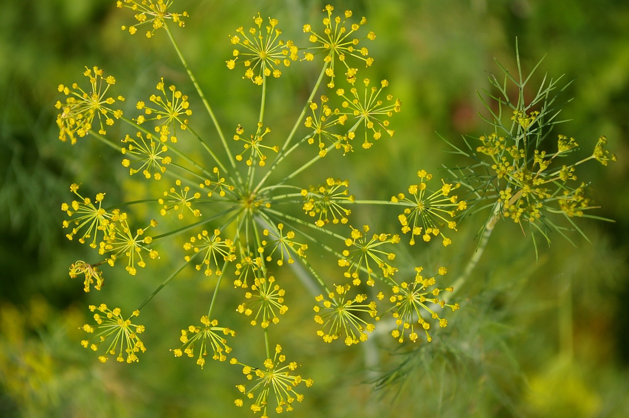 dill green cucumber herb free photo