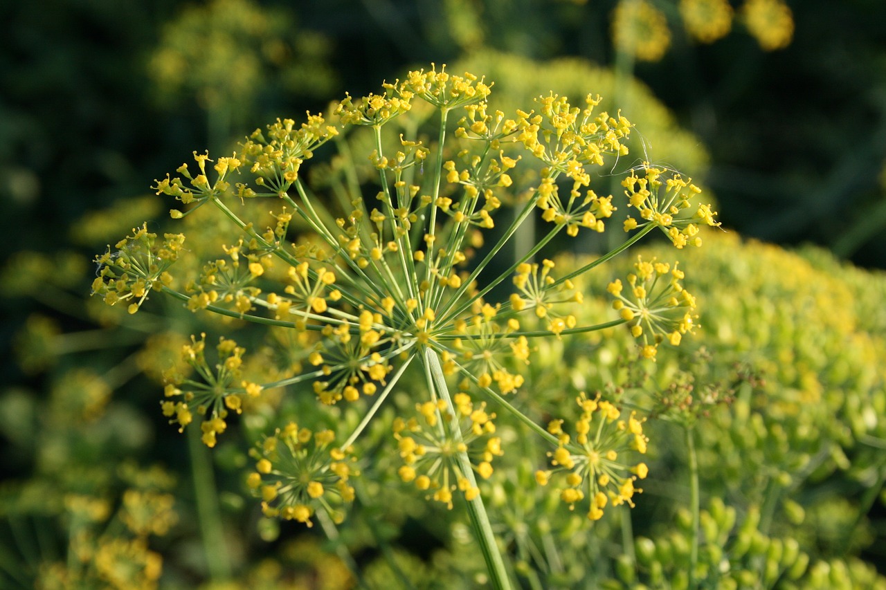 dill spice yellow free photo
