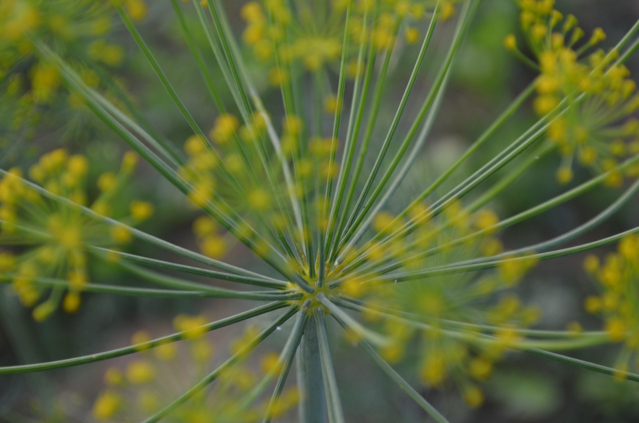 dill blossom bloom free photo