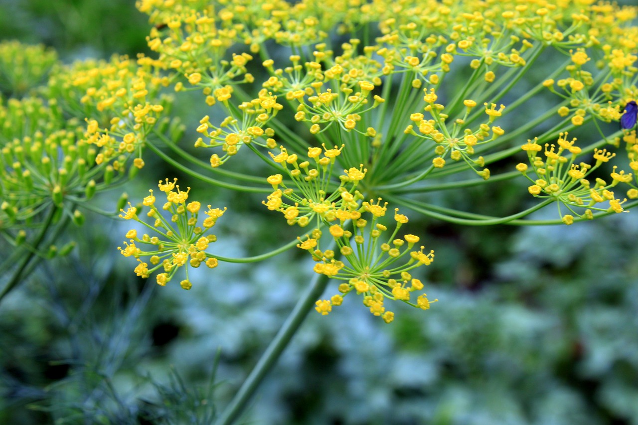dill flowers anethum free photo