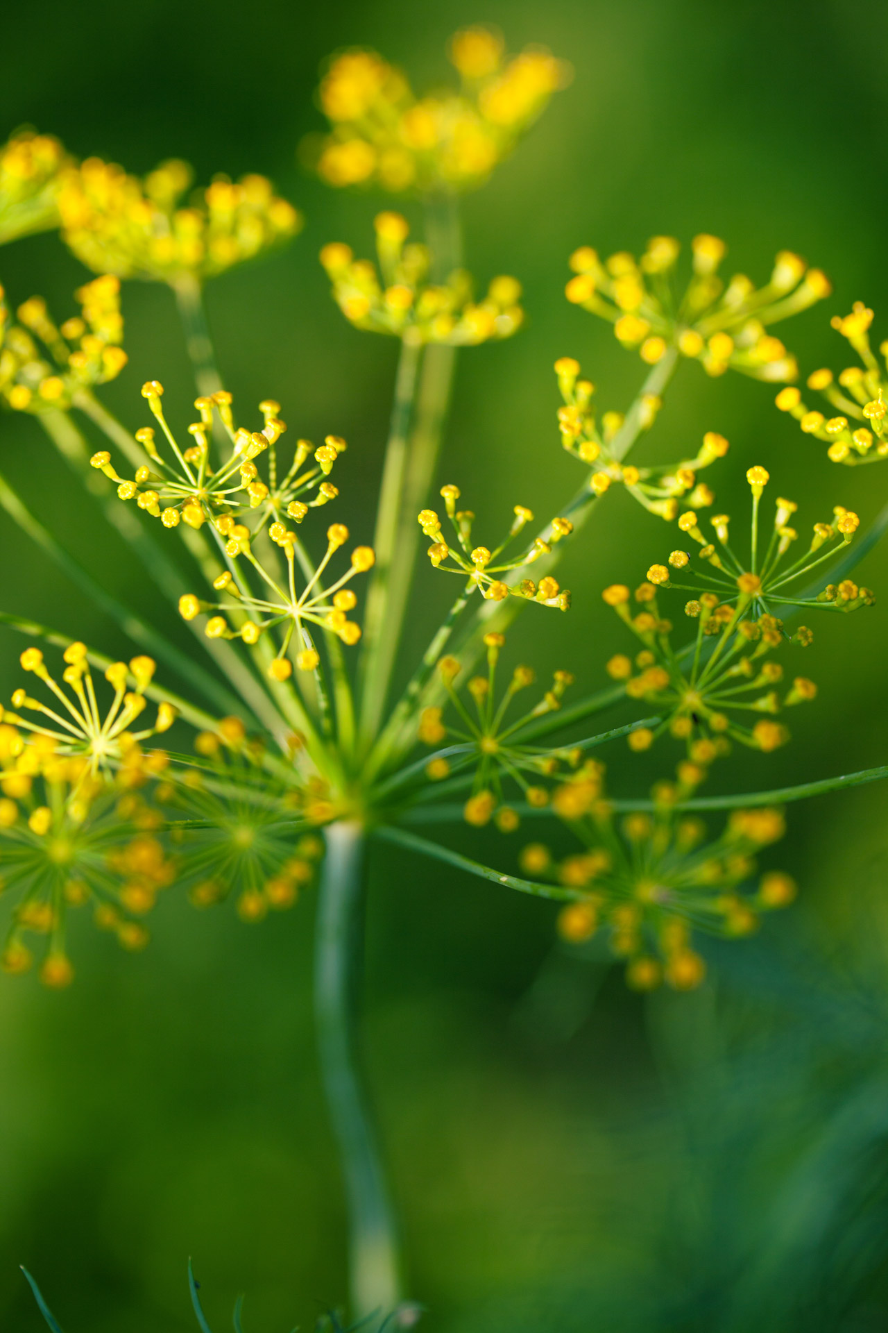 flower condiment dill free photo