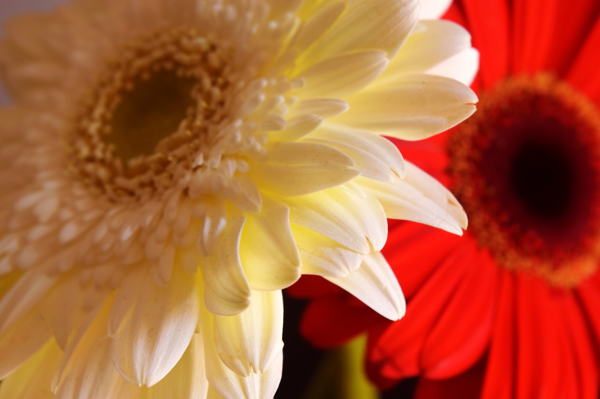 flower nature gerbera free photo