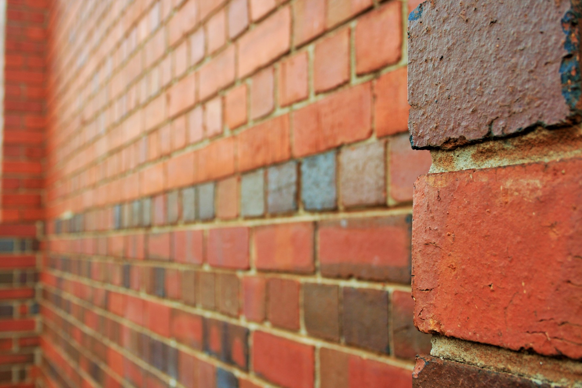 wall bricks red free photo