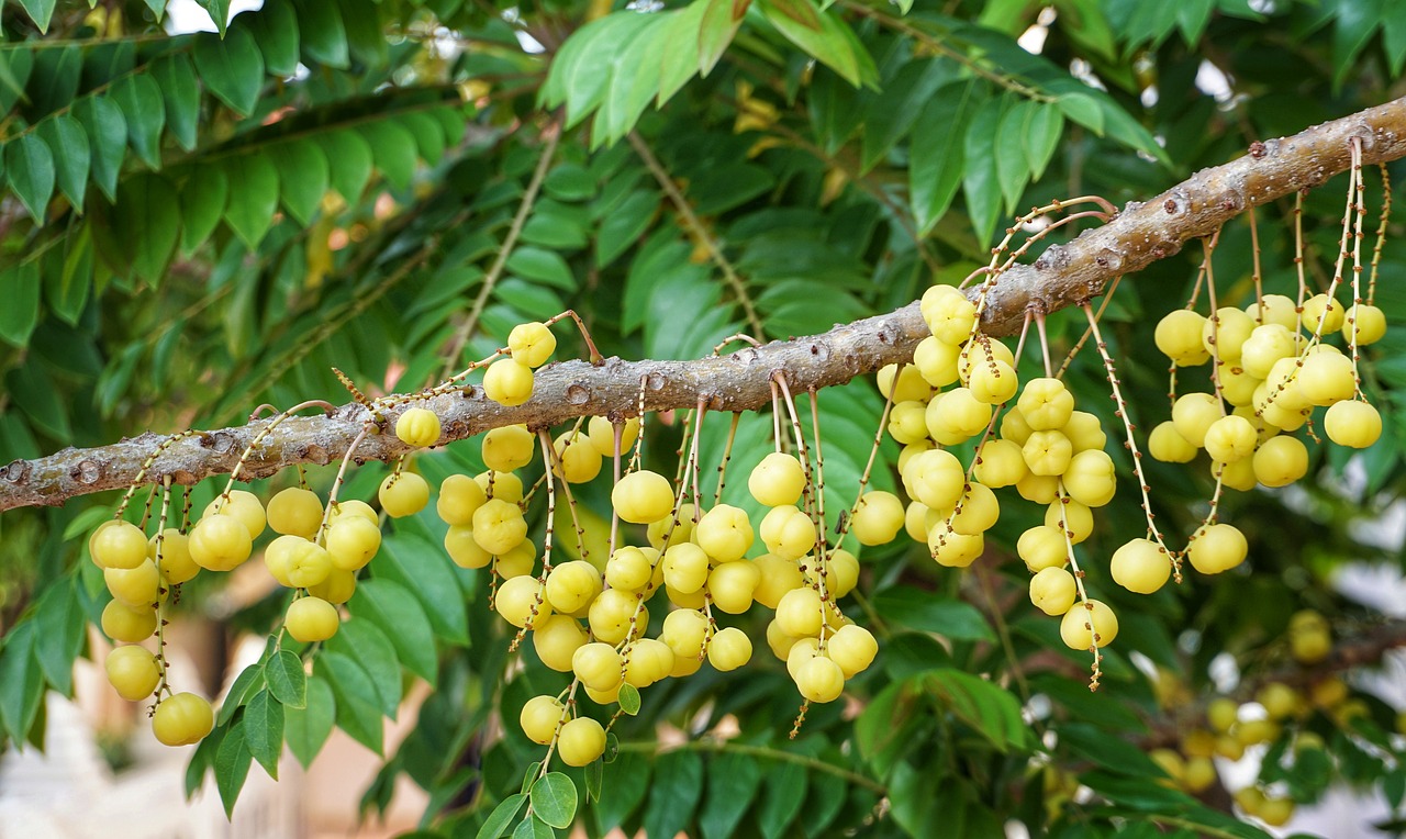 dimocarpus longan  logan  tree free photo