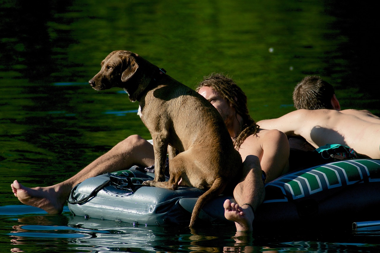 dinghy dog human free photo