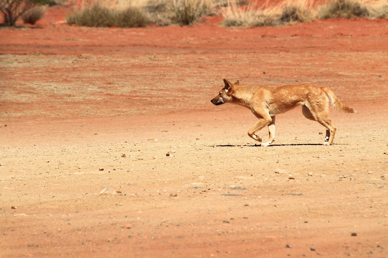 dingo wildlife australia free photo