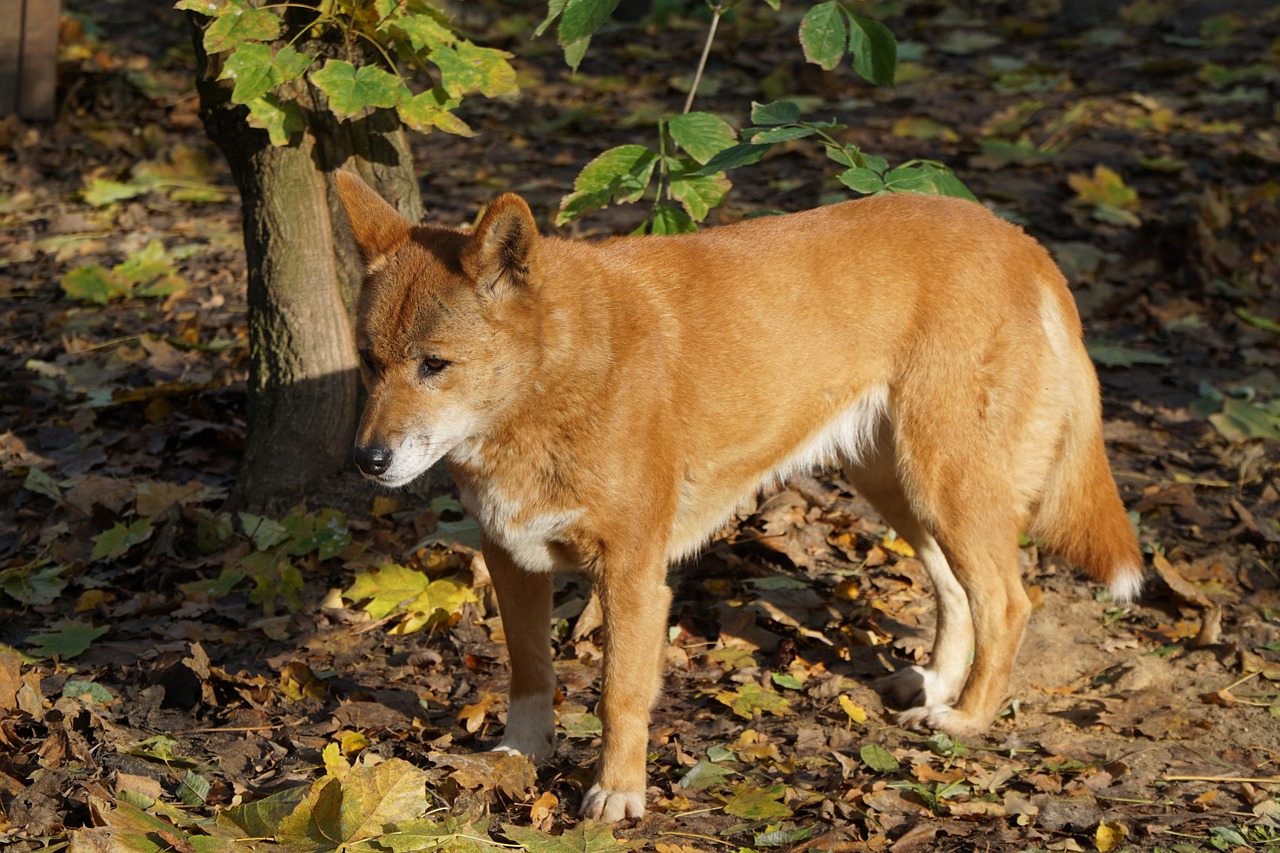 dingo dog fur free photo
