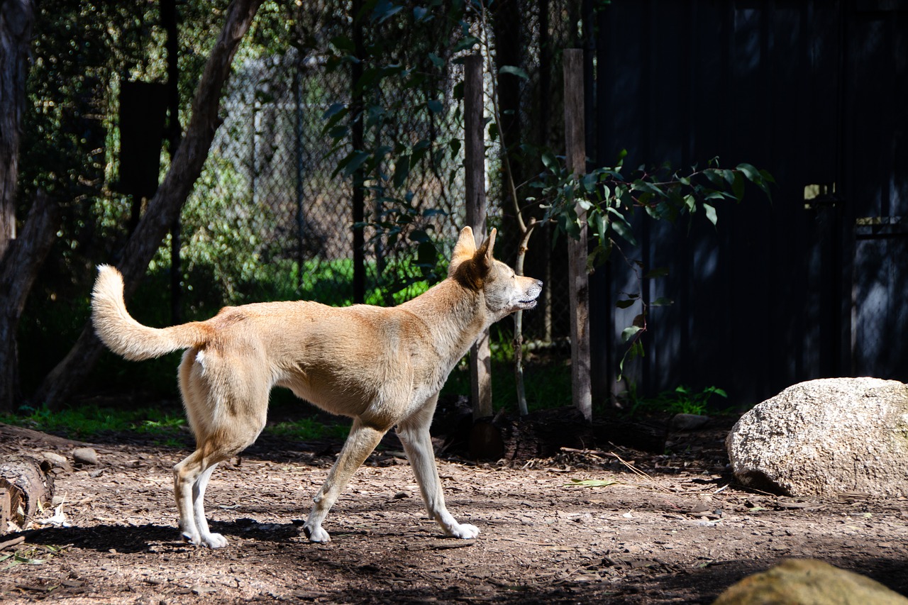 dingo  australian  mammal free photo