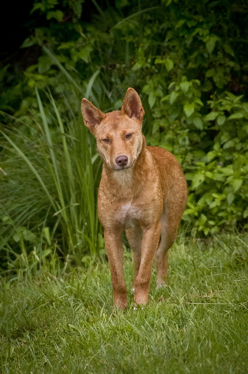 dingo wild dog free photo