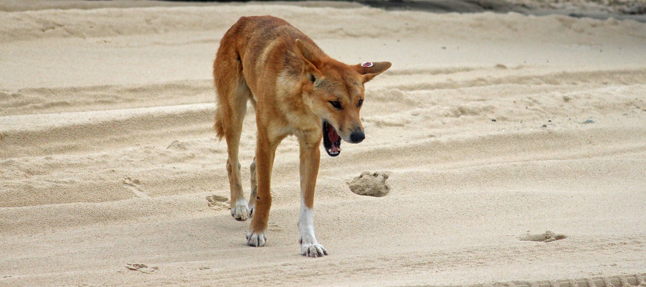 dingo wild animal beach free photo