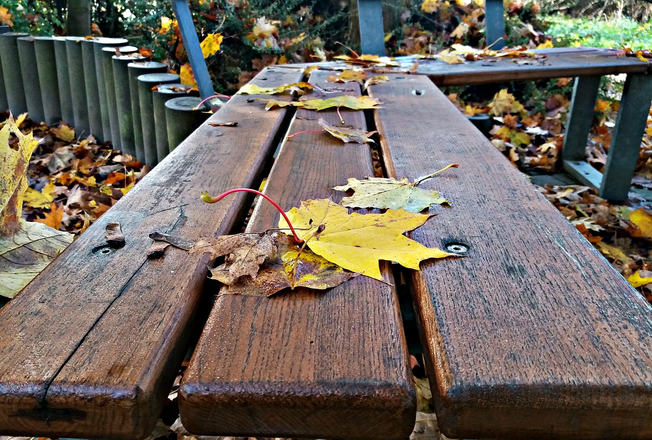 dining table tree foliage free photo