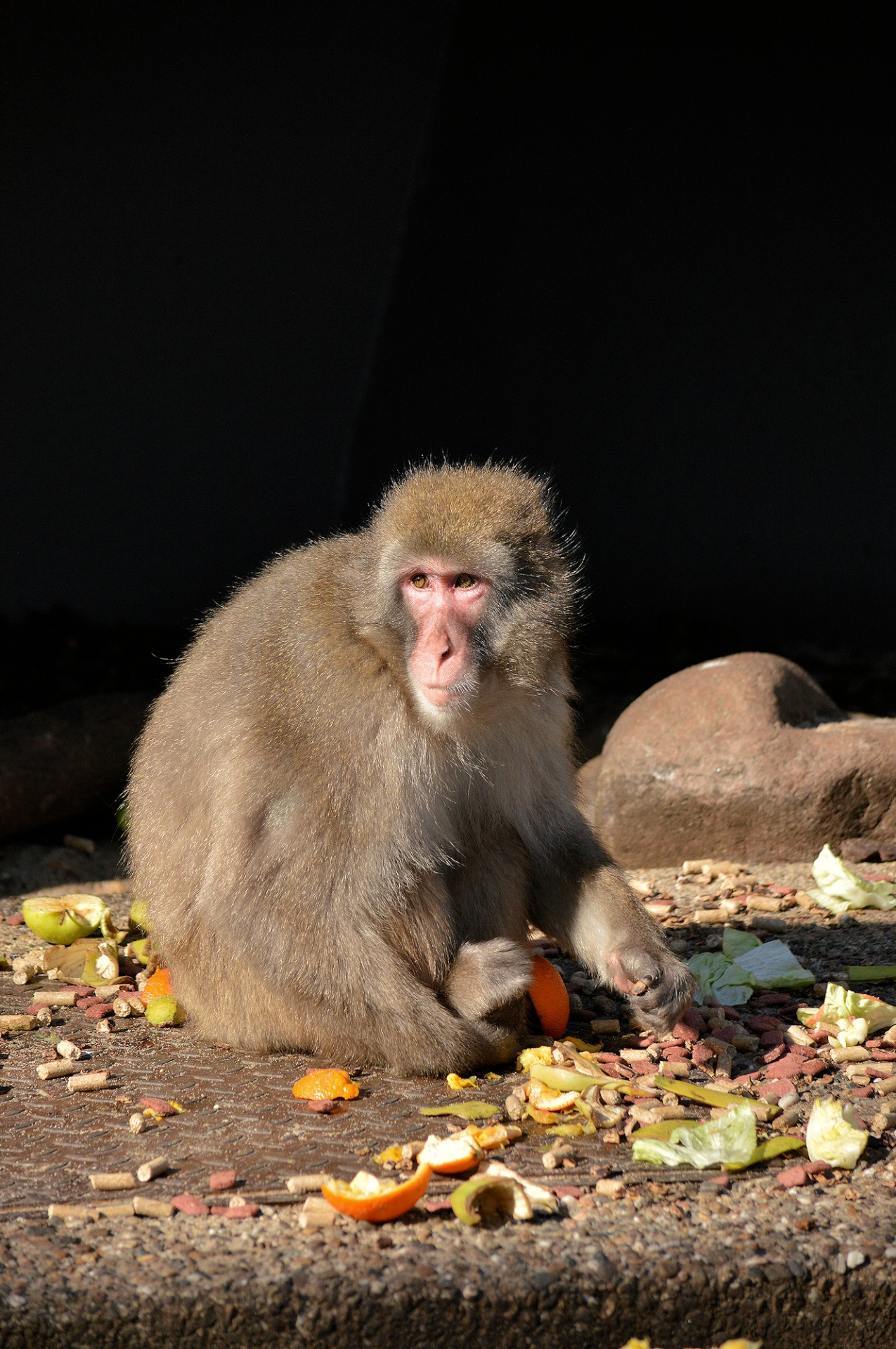 monkey berber zoo free photo