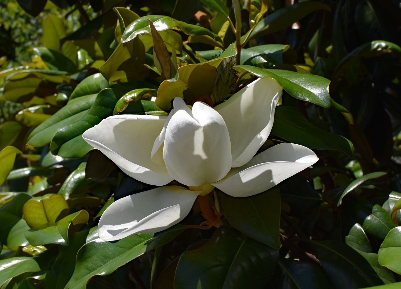 dinner-plate magnolia flower opening magnolia free photo