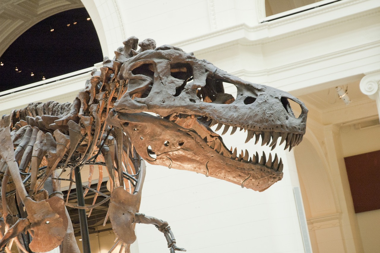 dinosaur fossil t-rex free photo