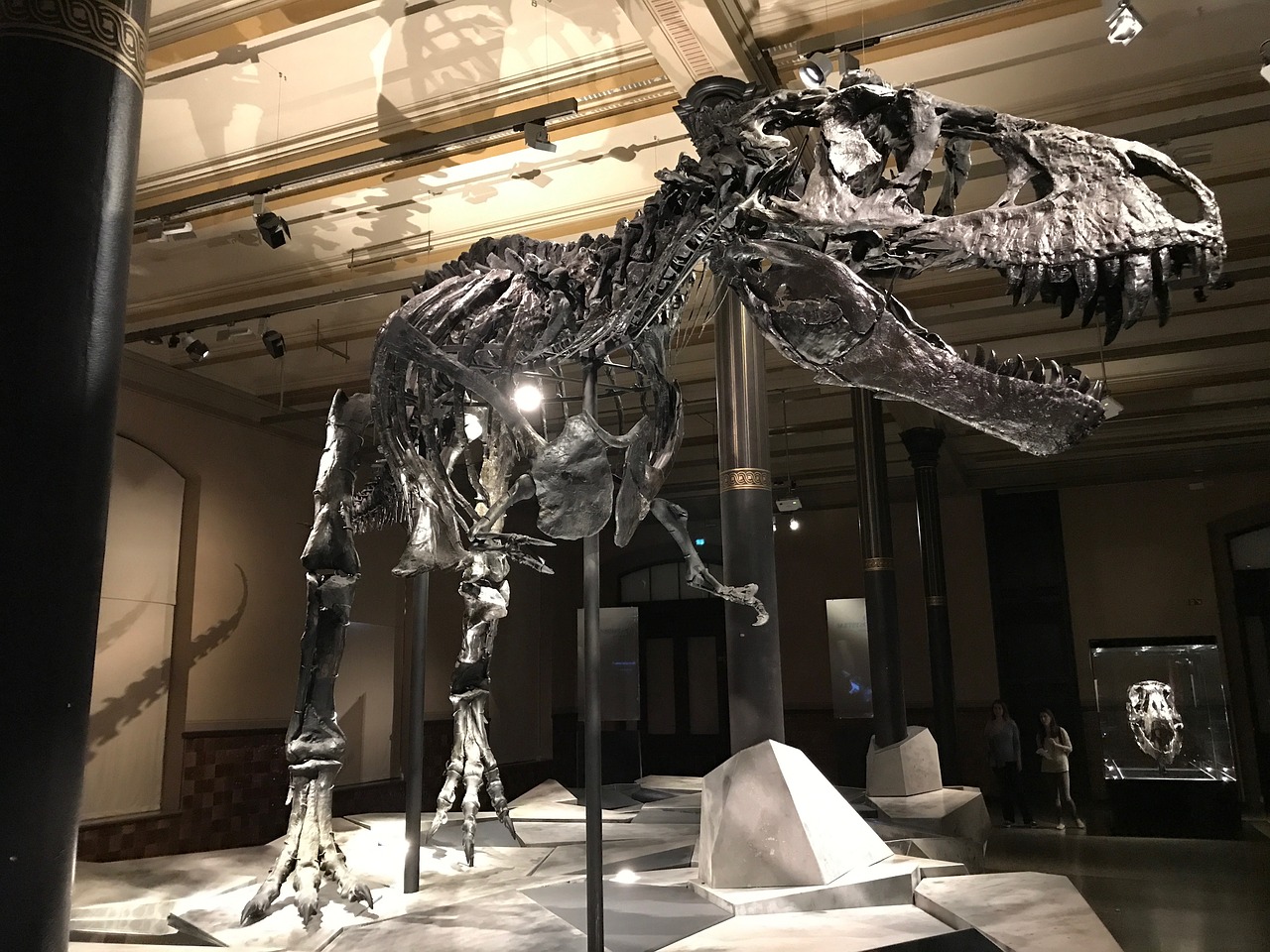dinosaur museum t rex free photo