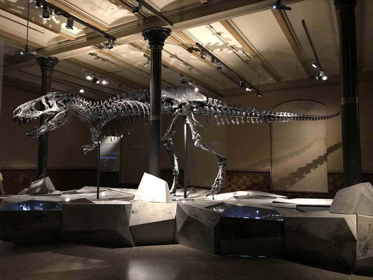 dinosaur museum t rex free photo