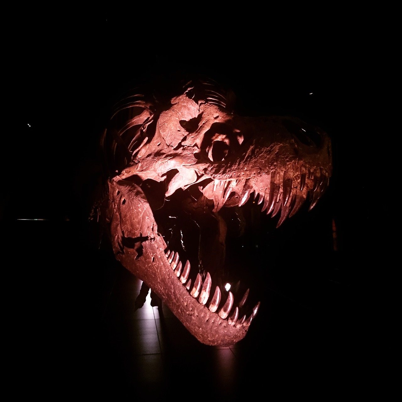 dinosaur archeology museum free photo