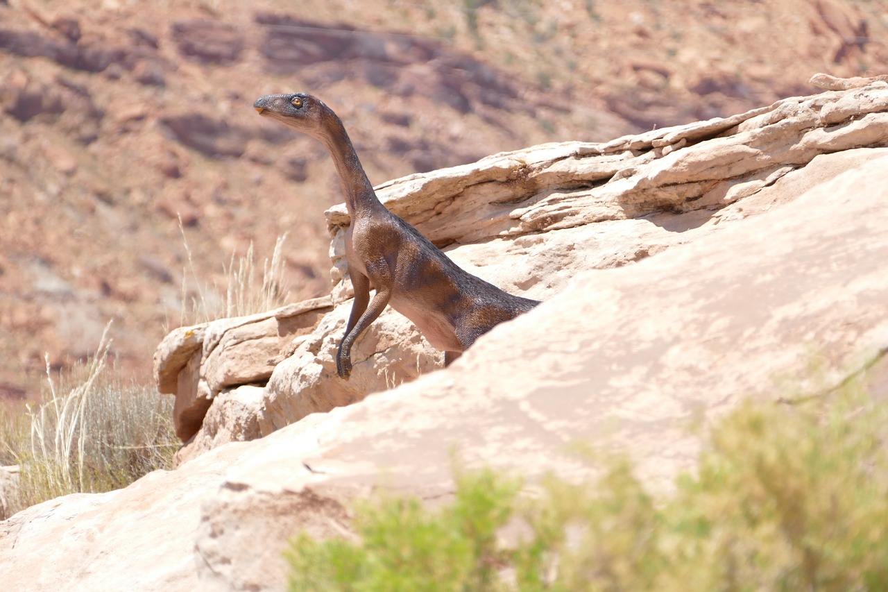 dinosaur utah rock free photo