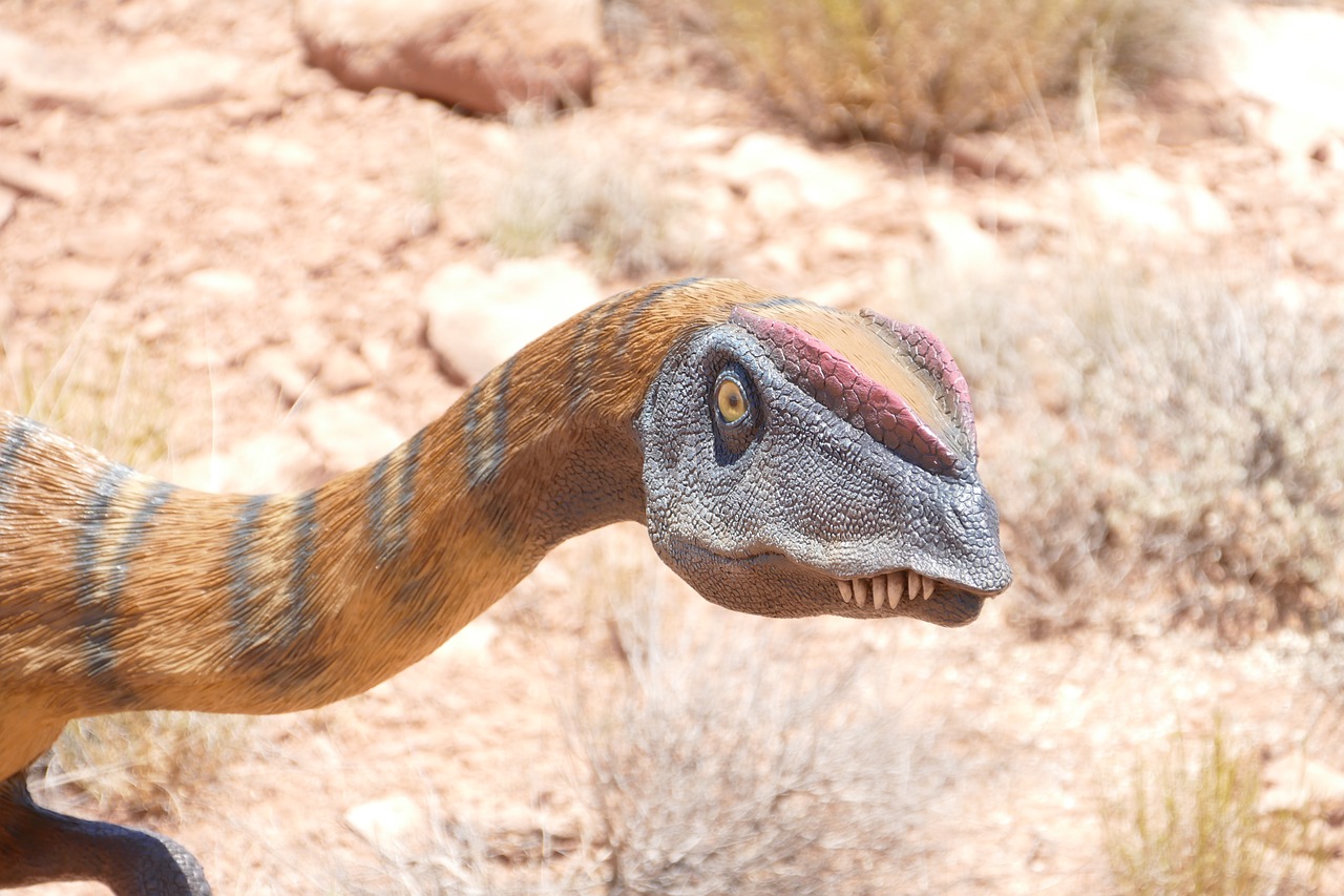 dinosaur  raptor  fossil free photo