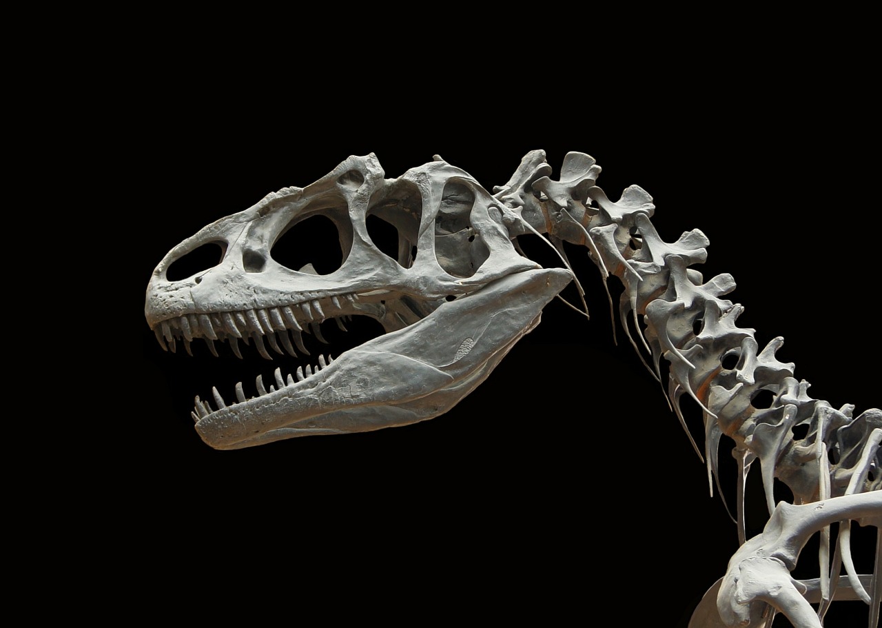 dinosaur allosaurus skeleton free photo