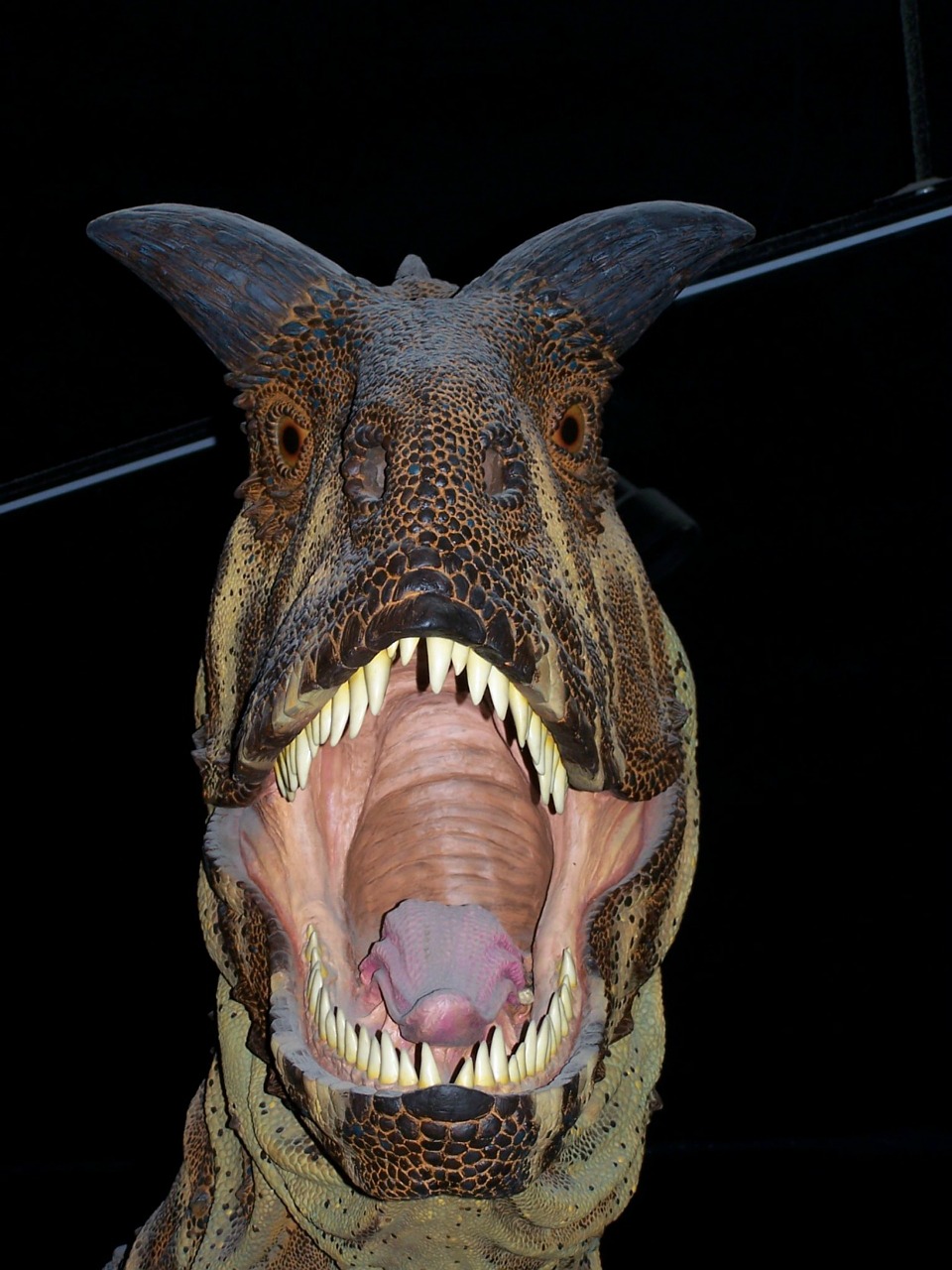 dinosaur museum carnivore free photo