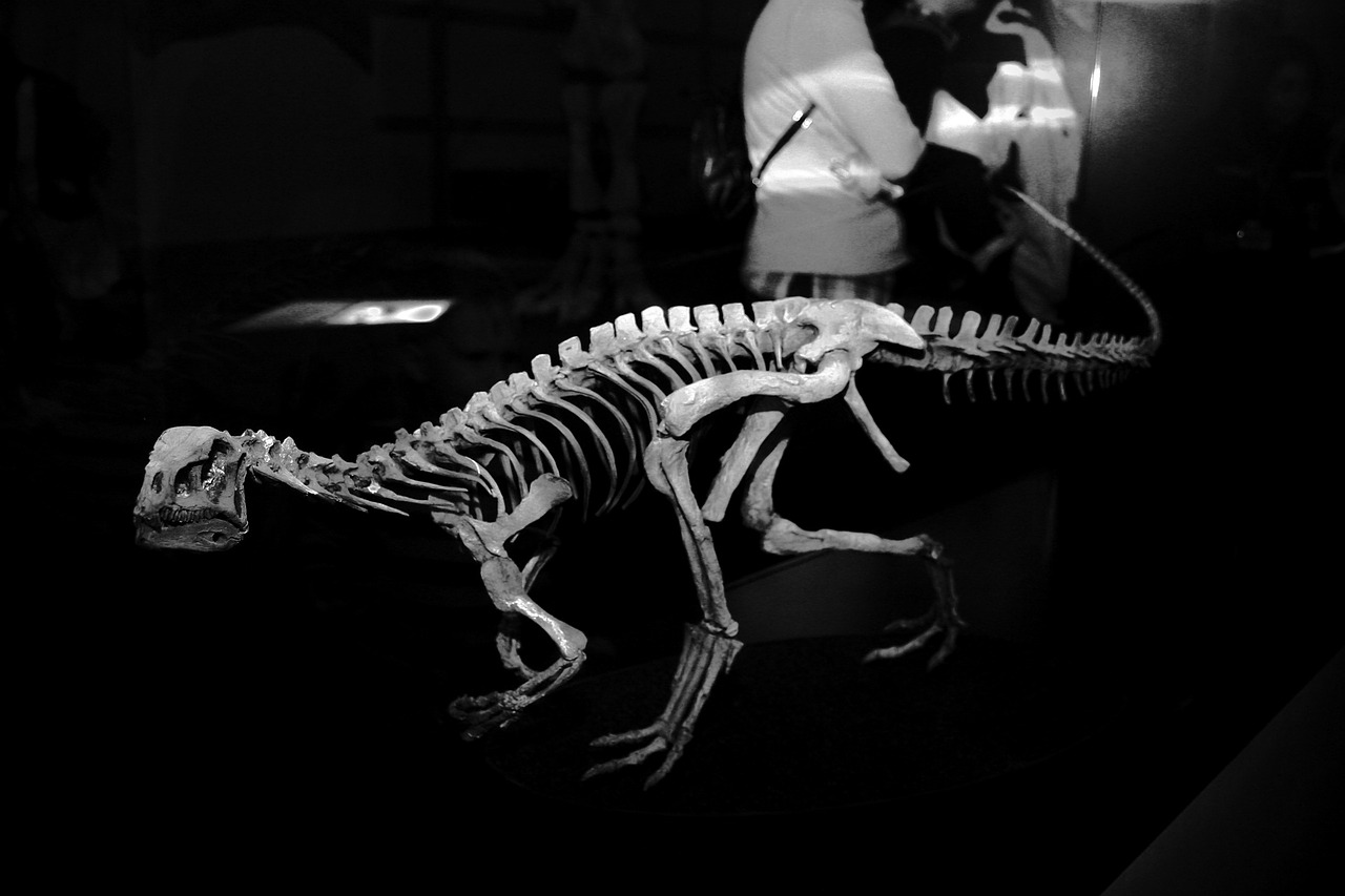 dinosaur fossils bone free photo