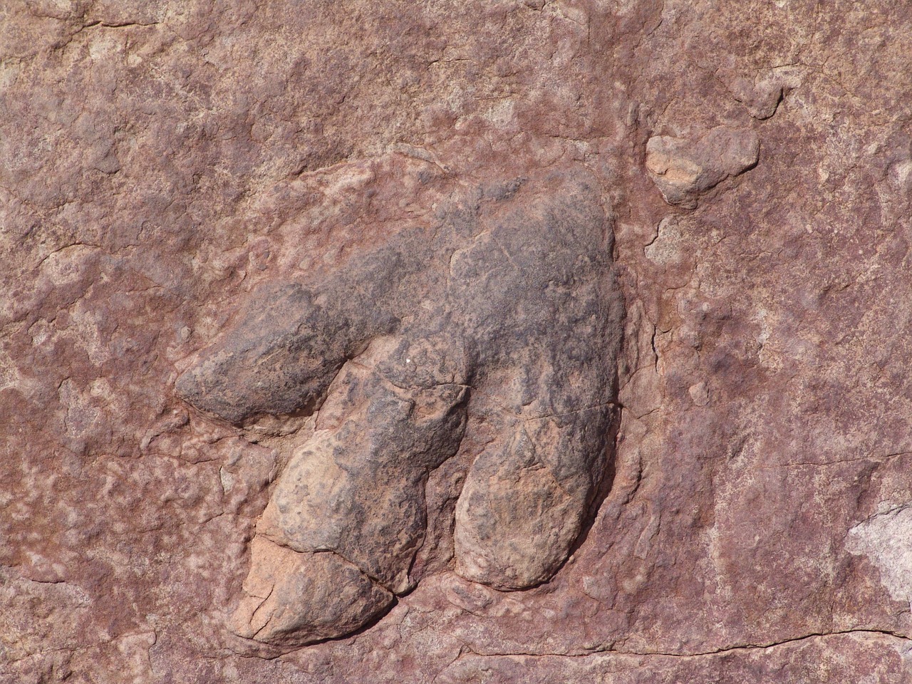 dinosaur footprint footprints footprint free photo