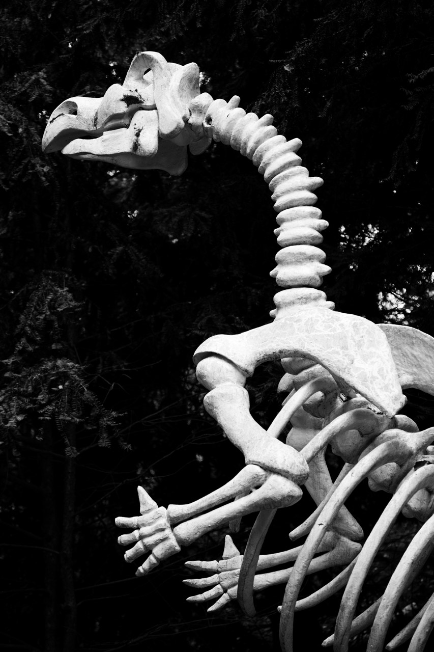 animal bone bones free photo