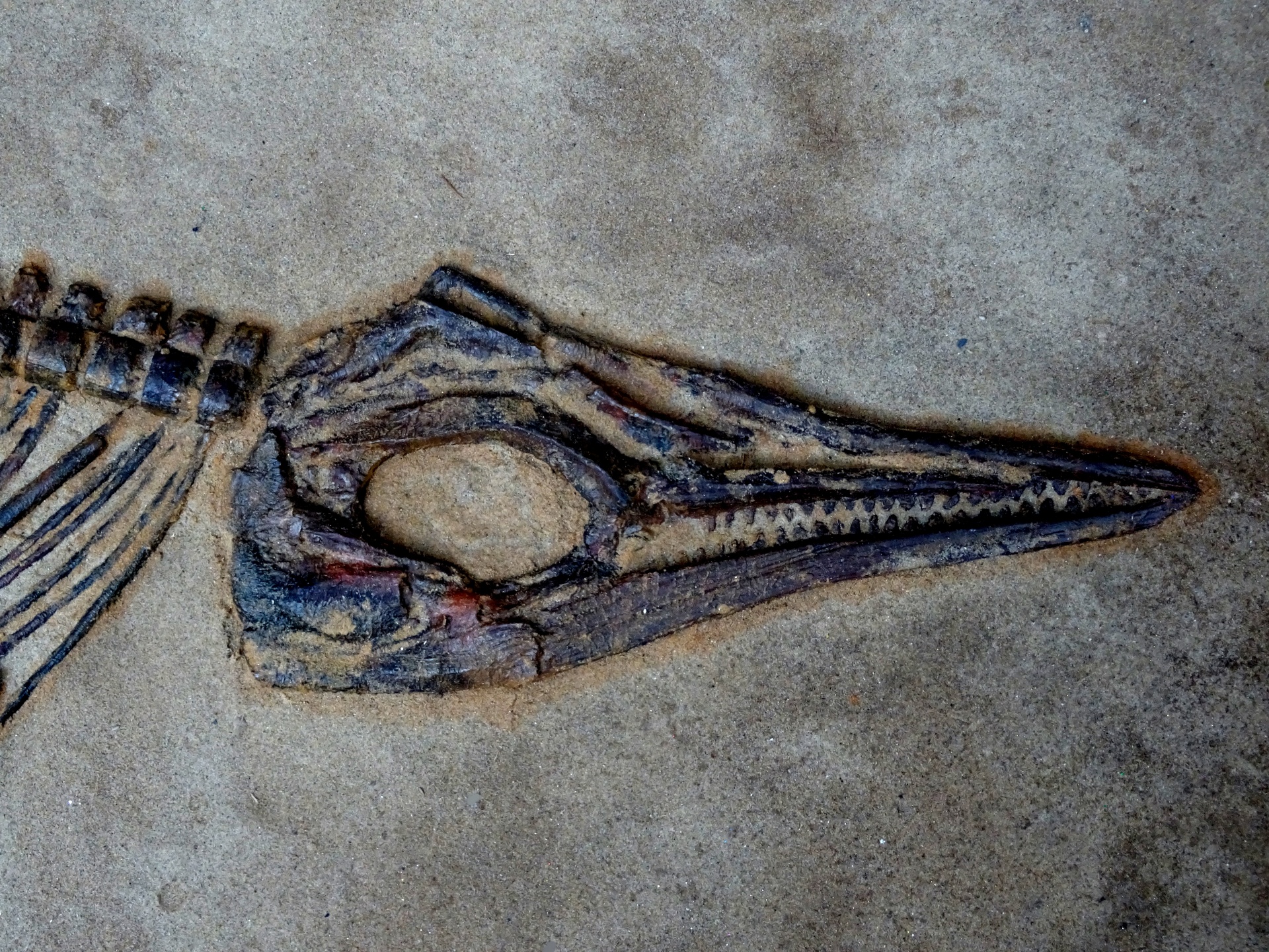 fossil fossils dinosaur free photo