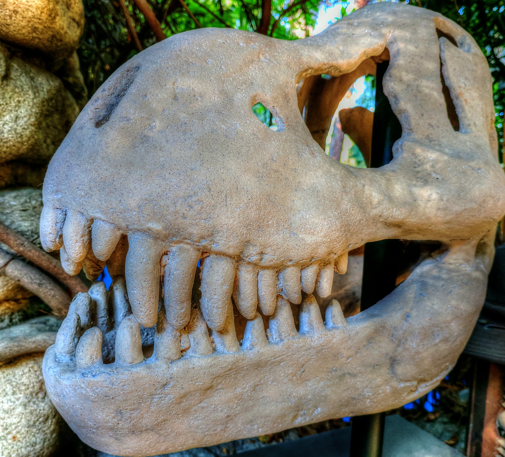 dinosaur skull skeleton free photo