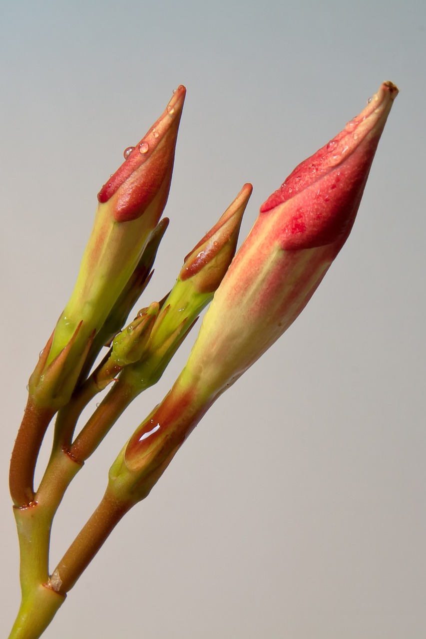 diphladenia blossom bloom free photo