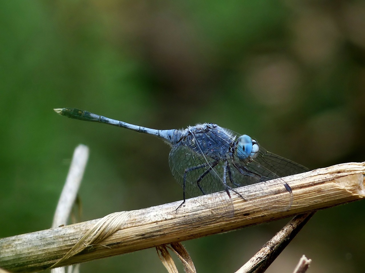diplacodes trivialis dragonfly insect free photo