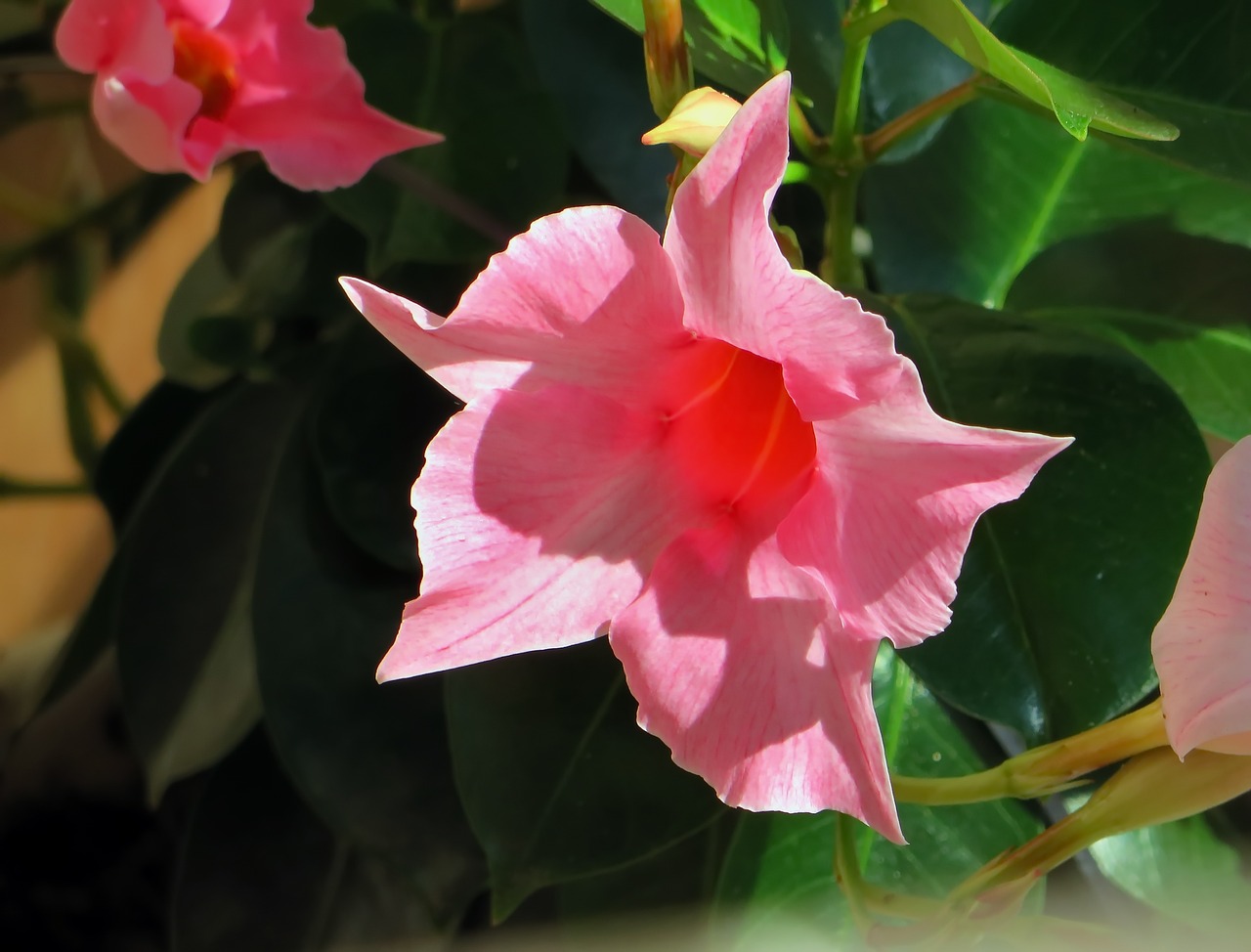 dipladenia pink flower exotic free photo
