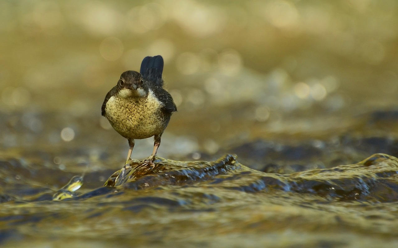 dippers  nature  river free photo